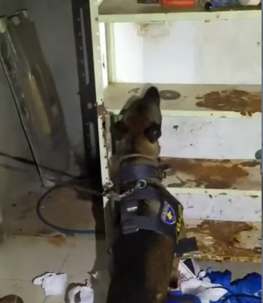 Tráfico de drogas em Castilho SP: operação Brooklyn prende três homens e apreende drogas, armas e dinheiro