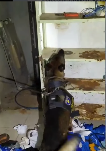 Tráfico de drogas em Castilho SP: operação Brooklyn prende três homens e apreende drogas, armas e dinheiro Tráfico de drogas em Castilho SP: operação Brooklyn prende três homens e apreende drogas, armas e dinheiro