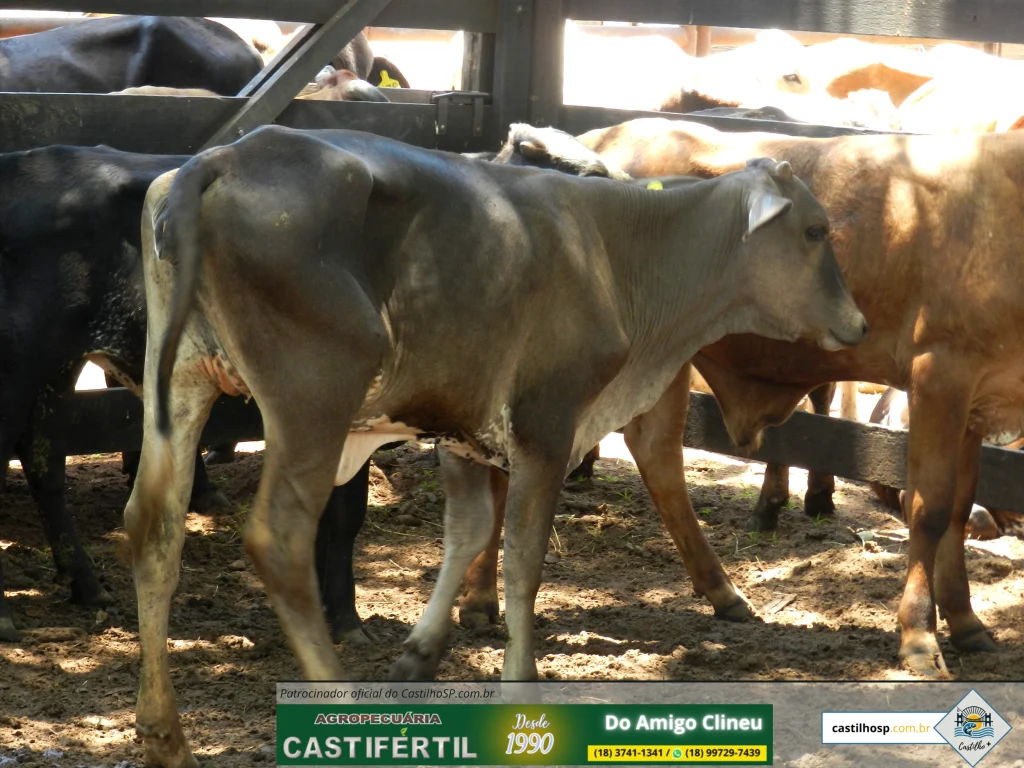 Leilão em Castilho SP