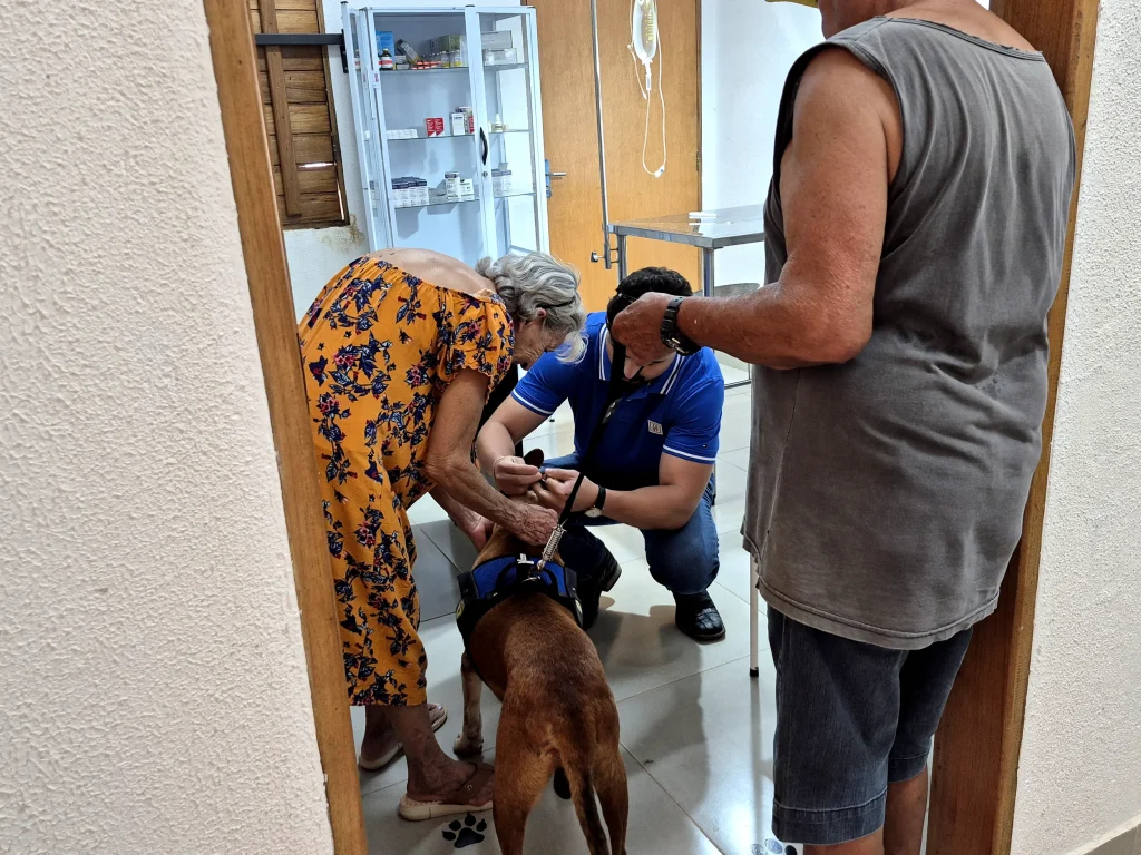 Adoção de Animais em Castilho: 10 Cães Esperam por Lares Amorosos na Campanha Dezembro Verde 2025