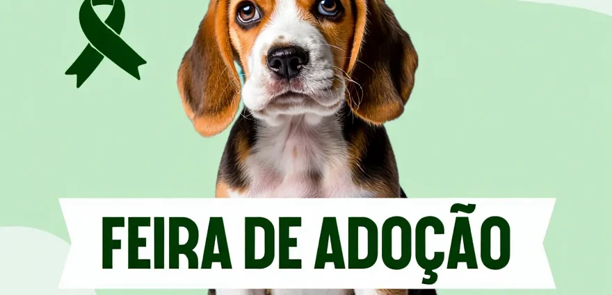 Adoção de Animais em Castilho: 10 Cães Esperam por Lares Amorosos na Campanha Dezembro Verde 2025 Adoção de Animais em Castilho: 10 Cães Esperam por Lares Amorosos na Campanha Dezembro Verde 2025
