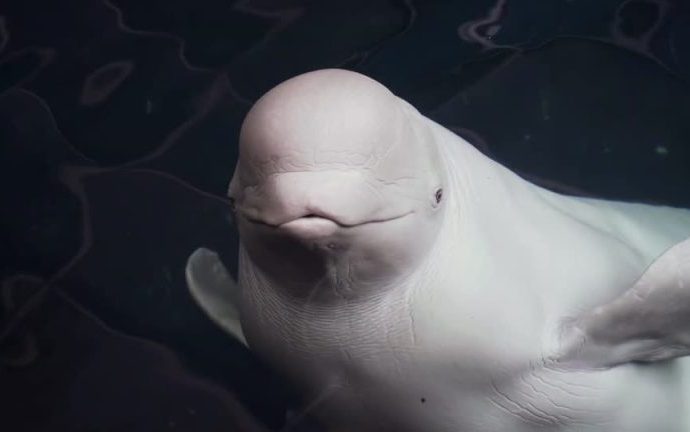 BALEIA BELUGA: ACASALAMENTO E SOBREVIVÊNCIA EM FOCUS BALEIA BELUGA: ACASALAMENTO E SOBREVIVÊNCIA EM FOCUS