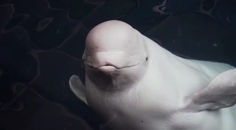 BALEIA BELUGA: ACASALAMENTO E SOBREVIVÊNCIA EM FOCUS BALEIA BELUGA: ACASALAMENTO E SOBREVIVÊNCIA EM FOCUS