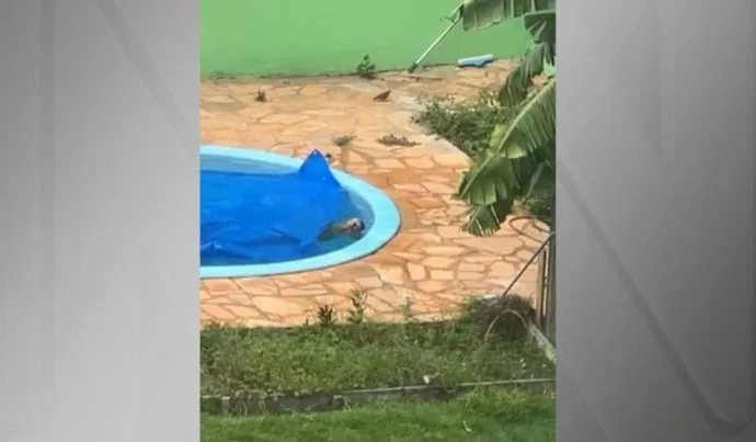 CACHORRO SALVO DE AFOGAMENTO EM PISCINA EM MT