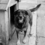 CÃO ORELHA: FAMÍLIAS DEFENDEM A INOCÊNCIA DOS ADOLESCENTES