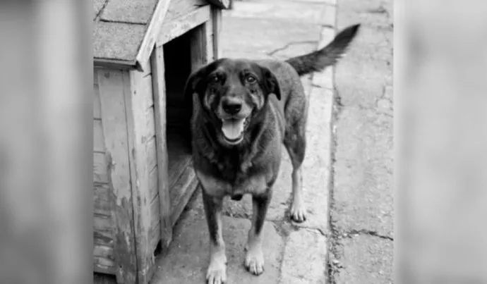 CÃO ORELHA: FAMÍLIAS DEFENDEM A INOCÊNCIA DOS ADOLESCENTES