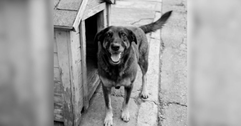 CÃO ORELHA: FAMÍLIAS DEFENDEM A INOCÊNCIA DOS ADOLESCENTES