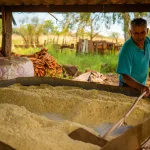 FARINHA DE MANDIOCA CASEIRA EM CASTILHO SP: 7 DÉCADAS DE SABOR, TRABALHO E RESISTÊNCIA Homem mexendo farinha de mandioca.