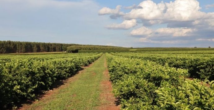 ANÁLISE DE MÍDIA: OPORTUNIDADES PARA O AGRONEGÓCIO ANÁLISE DE MÍDIA: OPORTUNIDADES PARA O AGRONEGÓCIO