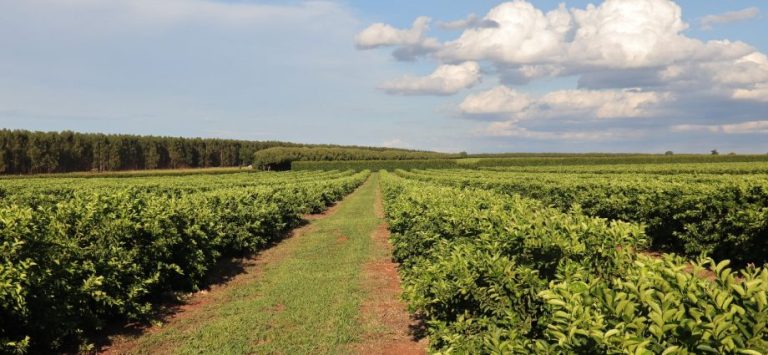 ANÁLISE DE MÍDIA: OPORTUNIDADES PARA O AGRONEGÓCIO ANÁLISE DE MÍDIA: OPORTUNIDADES PARA O AGRONEGÓCIO