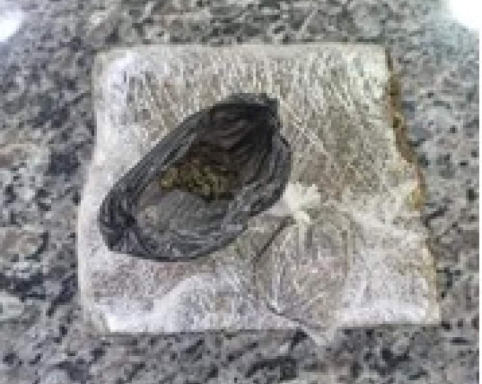 DROGAS EM CASTILHO: HOMEM É PRESO PELA FORÇA TÁTICA APÓS DENÚNCIA – 7 DETALHES DO CASO DROGAS EM CASTILHO: HOMEM É PRESO PELA FORÇA TÁTICA APÓS DENÚNCIA – 7 DETALHES DO CASO