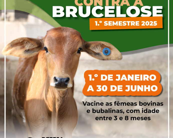 VACINAÇÃO CONTRA BRUCELOSE EM CASTILHO SP SEGUE ATÉ 30 DE JUNHO DE 2026 VACINAÇÃO CONTRA BRUCELOSE EM CASTILHO SP SEGUE ATÉ 30 DE JUNHO DE 2026