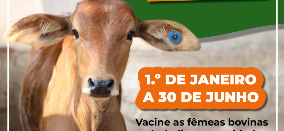 VACINAÇÃO CONTRA BRUCELOSE EM CASTILHO SP SEGUE ATÉ 30 DE JUNHO DE 2026