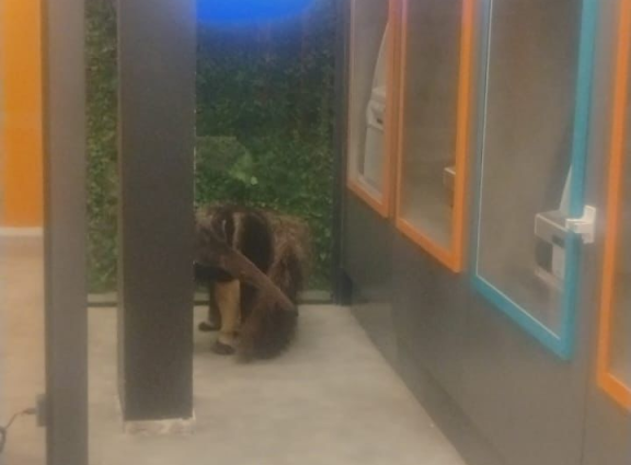 TAMANDUÁ BANDEIRA: RESGATE EM ÁREA URBANA