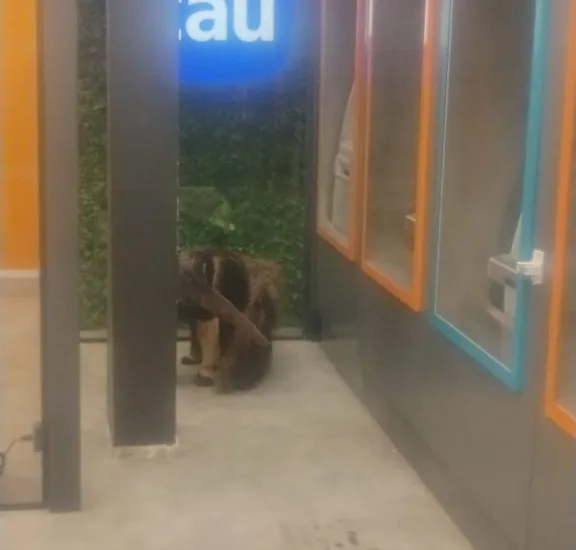 TAMANDUÁ BANDEIRA: RESGATE EM ÁREA URBANA