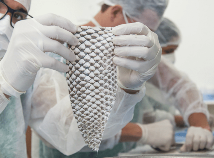 TILÁPIA: PEIXE BR PEDE FIM DA IMPORTAÇÃO DO VIETNÃ