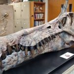 Nova Espécie de Dinossauro Descoberta no Saara Aumenta Conhecimento Sobre Predadores do Cretáceo