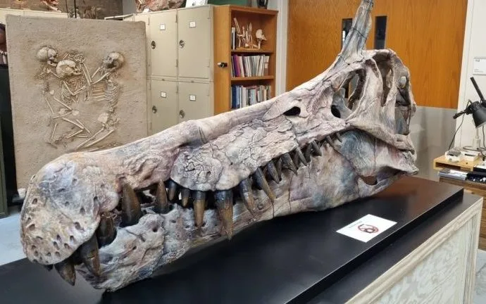 Nova Espécie de Dinossauro Descoberta no Saara Aumenta Conhecimento Sobre Predadores do Cretáceo