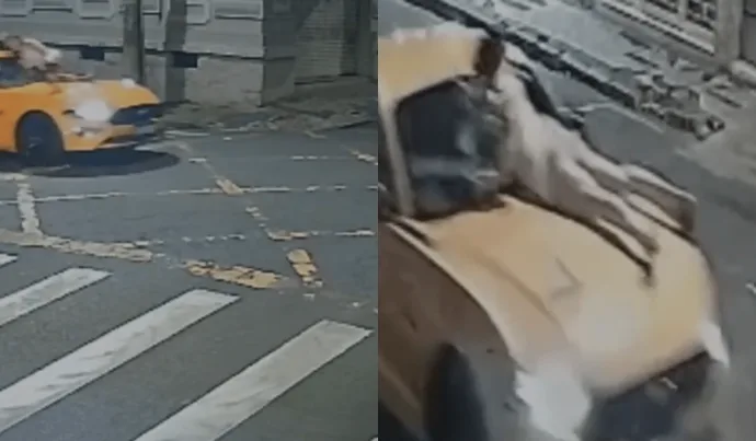 ACIDENTE DE TRÂNSITO: HOMEM É PRESO APÓS ATROPELAR EX