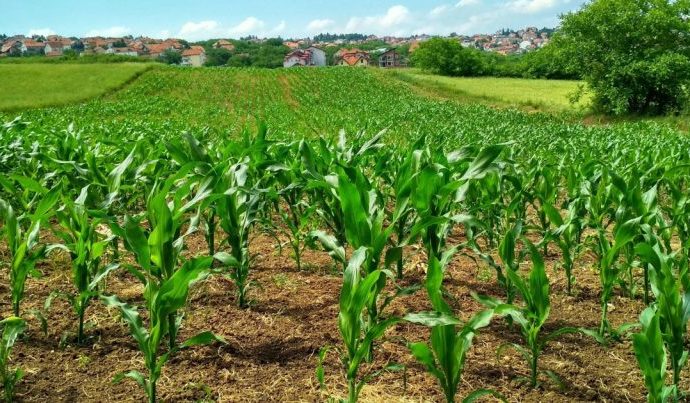 AGRONEGÓCIO E O RISCO CLIMÁTICO: DESAFIOS E SOLUÇÕES