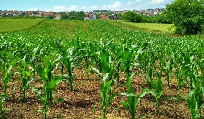 AGRONEGÓCIO E O RISCO CLIMÁTICO: DESAFIOS E SOLUÇÕES