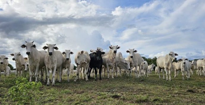 RECUPERAÇÃO DE PASTAGENS: BENEFÍCIOS PARA O AGRONEGÓCIO