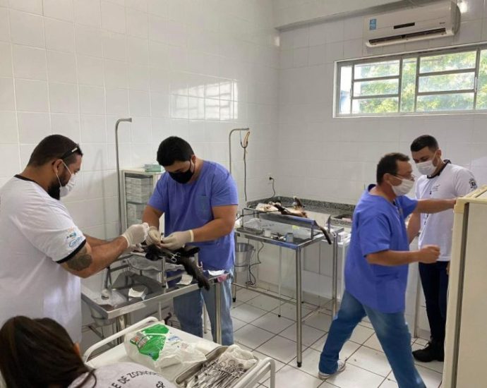 CASTRAÇÃO FELINA: 3,5 MIL PROCEDIMENTOS EM CASTILHO