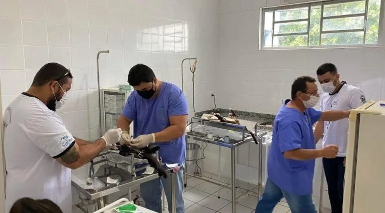 CASTRAÇÃO FELINA: 3,5 MIL PROCEDIMENTOS EM CASTILHO
