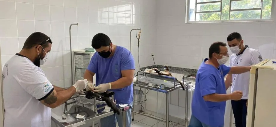 CASTRAÇÃO FELINA: 3,5 MIL PROCEDIMENTOS EM CASTILHO