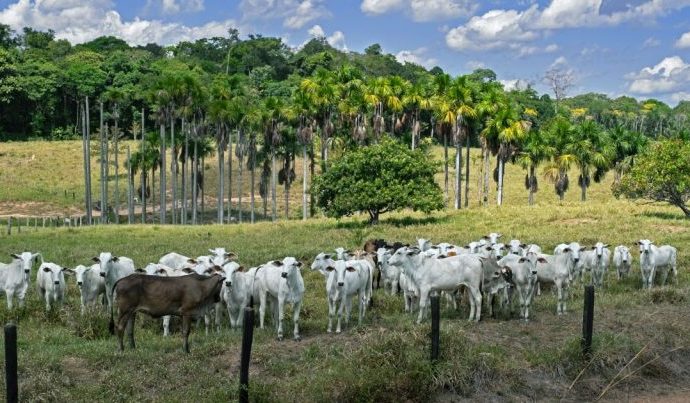Arrecadação do Seguro Pecuário Alcança Níveis Recordes, Mas A Cobertura Permanece Limitada