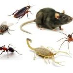 PREVENÇÃO de PRAGAS URBANAS: PROTEJA SEU LAR em TRÊS LAGOAS!