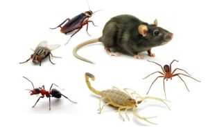 PREVENÇÃO de PRAGAS URBANAS: PROTEJA SEU LAR em TRÊS LAGOAS!