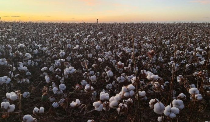 ALGODÃO DO BRASIL: OPORTUNIDADES NA INDÚSTRIA TÊXTIL ALGODÃO DO BRASIL: OPORTUNIDADES NA INDÚSTRIA TÊXTIL