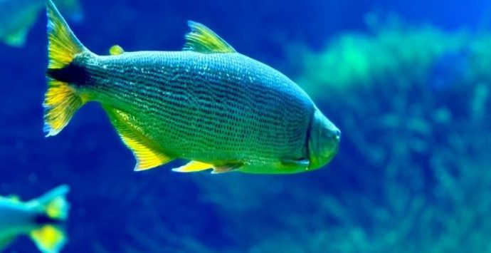 AÇÃO DE CONSERVAÇÃO NO BIOPARQUE PANTANAL AÇÃO DE CONSERVAÇÃO NO BIOPARQUE PANTANAL