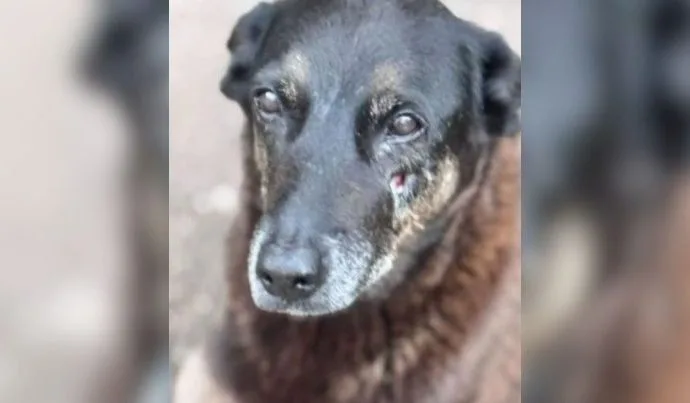 Hospital Veterinário Municipal ‘Cão Orelha’ em São Paulo: Atendimento 24 Horas para Animais