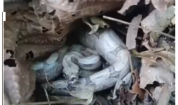 RESGATE DE ANIMAL SILVESTRE EM ÁREA URBANA: O QUE FAZER