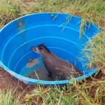 RESGATE DE ANTA: AÇÃO DA POLÍCIA AMBIENTAL RESGATE DE ANTA: AÇÃO DA POLÍCIA AMBIENTAL