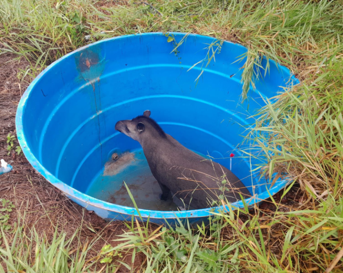 RESGATE DE ANTA: AÇÃO DA POLÍCIA AMBIENTAL RESGATE DE ANTA: AÇÃO DA POLÍCIA AMBIENTAL