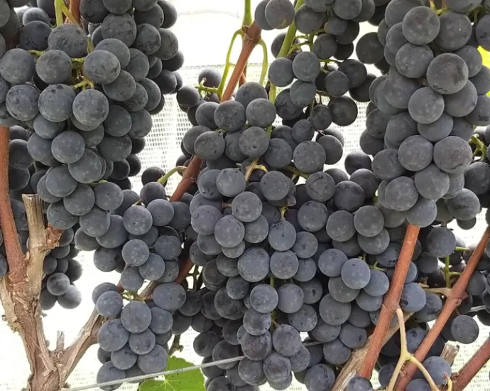VINHOS AGROECOLÓGICOS: APTA SÃO ROQUE AVANÇA NA SUSTENTABILIDADE VINHOS AGROECOLÓGICOS: APTA SÃO ROQUE AVANÇA NA SUSTENTABILIDADE