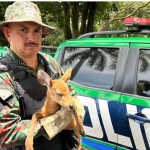 Resgate de Cervo-do-Pantanal pela PMA de Miranda: Um Ato de Conservação