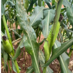 Aumento das Doenças Foliares no Milho Safrinha e a Importância do Manejo Proativo
