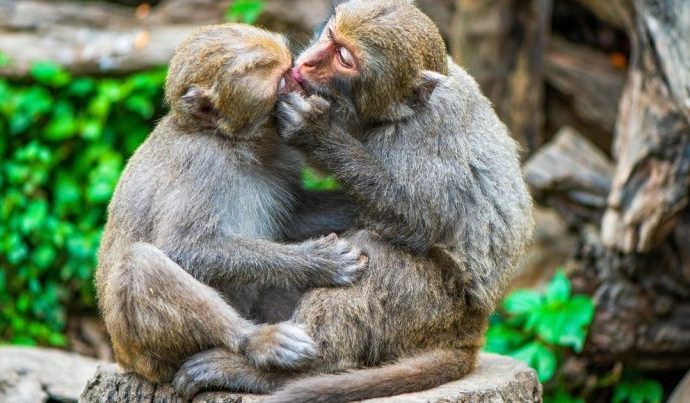 BEIJO: A ORIGEM EVOLUTIVA DO GESTO DE AFETO