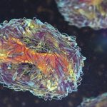 Governo do Rio de Janeiro Confirma 11 Casos de Mpox em 2026