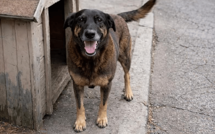 CRUELDADE ANIMAL: REFLEXÃO E AÇÃO URGENTE CRUELDADE ANIMAL: REFLEXÃO E AÇÃO URGENTE