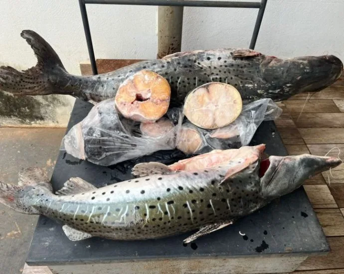 Operação de Fiscalização de Estoque de Pescado em Coxim Operação de Fiscalização de Estoque de Pescado em Coxim