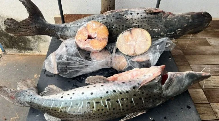 Operação de Fiscalização de Estoque de Pescado em Coxim Operação de Fiscalização de Estoque de Pescado em Coxim