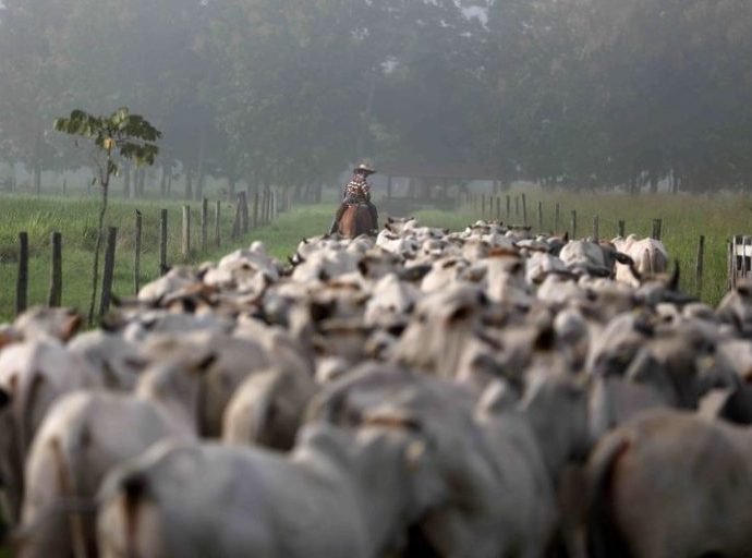 Setor de Carne Brasileiro Busca Acesso ao Mercado Sul-Coreano Após Conquista Sanitária Setor de Carne Brasileiro Busca Acesso ao Mercado Sul-Coreano Após Conquista Sanitária