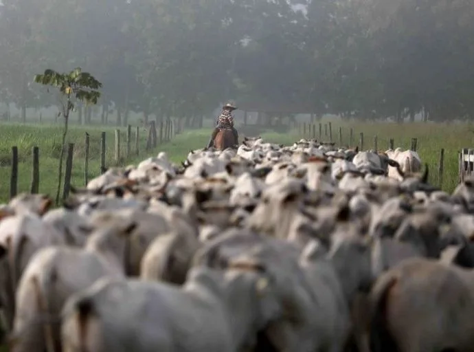 Setor de Carne Brasileiro Busca Acesso ao Mercado Sul-Coreano Após Conquista Sanitária