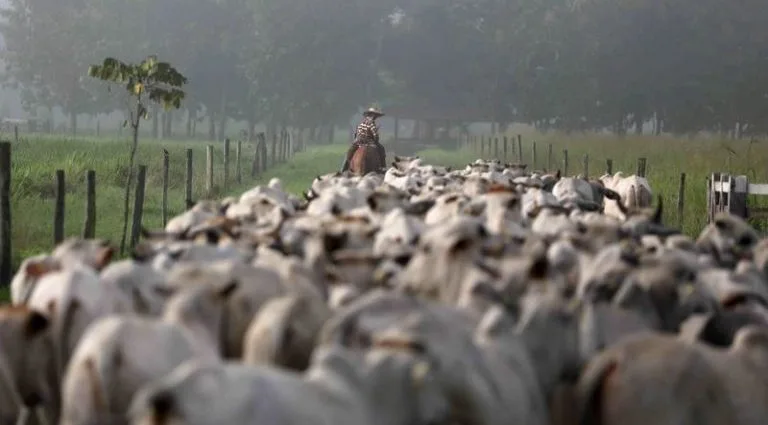Setor de Carne Brasileiro Busca Acesso ao Mercado Sul-Coreano Após Conquista Sanitária