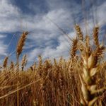 TRIGO: PREÇOS ALTOS IMPULSIONADOS POR SECA NOS EUA